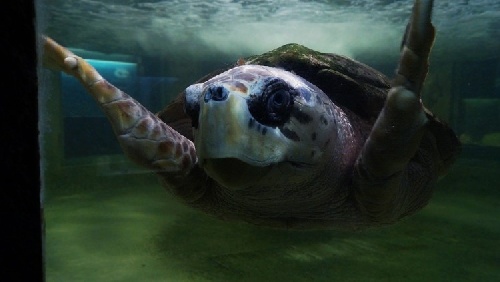 Trasladarán al tortugo Jorge a Mar del Plata tras 38 años en cautiverio en Mendoza