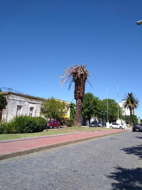 Extracción para posterior reemplazo de la palmera enferma en avda Casey